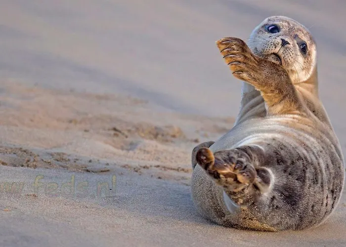 4 Seasons Apartman Katwijk aan Zee